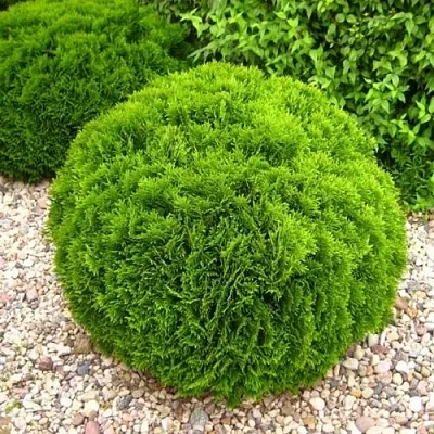 Туя ДАНИКА западная  Туя ДАНИКА западная в Рязани