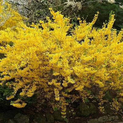 Форзиция ГОЛДЗАУБЕР средняя в Рязани