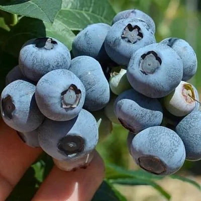 Голубика НЕЛЬСОН  Голубика НЕЛЬСОН в Рязани