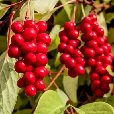 Лимонник КОСТИК китайский  Лимонник КОСТИК китайский в Рязани