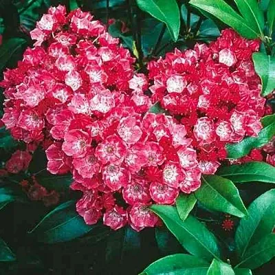 Кальмия КАРДИНАЛ  Кальмия КАРДИНАЛ в Рязани