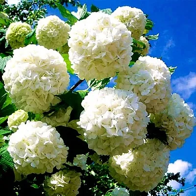 Калина БУЛЬДЕНЕЖ  Калина БУЛЬДЕНЕЖ в Рязани