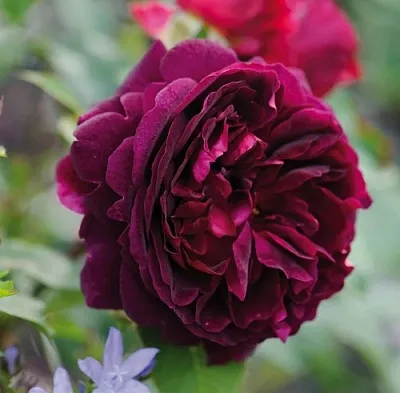 Саженцы роз МАНСТЕД ВУД английская  Саженцы роз МАНСТЕД ВУД английская в Рязани