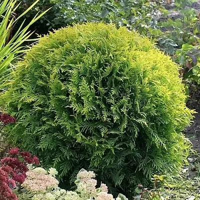 Туя ЕЛЛОУ ГЛОБ западная в Рязани