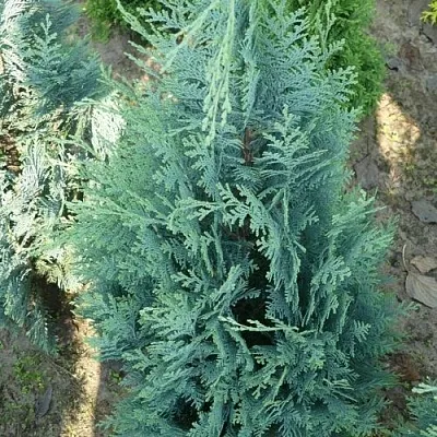 Кипарисовик КОЛУМНАРИС лавсона  Кипарисовик КОЛУМНАРИС лавсона в Рязани