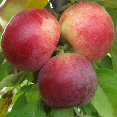 Яблоня БАЛЕРИНА ФЛАМЕНКО колонновидная  Яблоня БАЛЕРИНА ФЛАМЕНКО колонновидная в Рязани