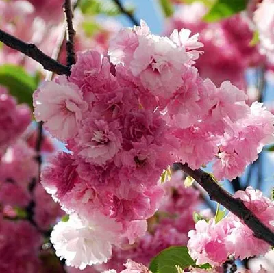 Сакура ПИНК ПЕРФЕКШН  Сакура ПИНК ПЕРФЕКШН в Рязани