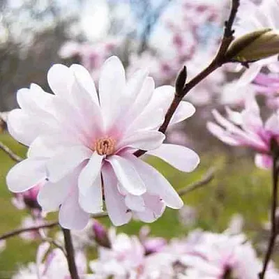 Магнолия РОЗЕЯ  Магнолия РОЗЕЯ в Рязани