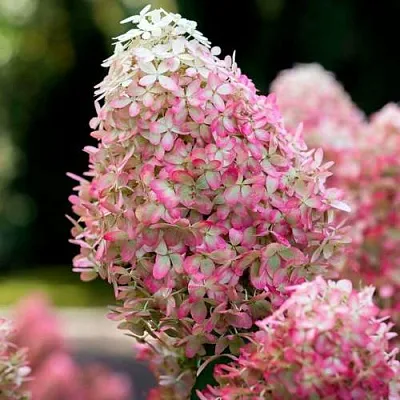 Гортензия РОЯЛ ФЛОВЕР метельчатая  Гортензия РОЯЛ ФЛОВЕР метельчатая в Рязани