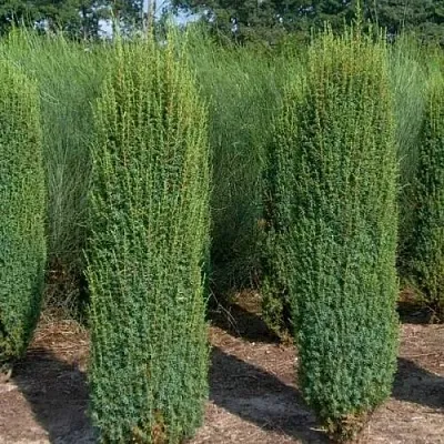 Можжевельник ХИБЕРНИКА обыкновенный  Можжевельник ХИБЕРНИКА обыкновенный в Рязани