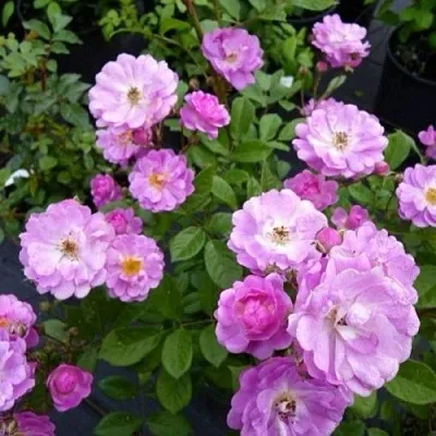 Саженцы роз РАЙМОНД ПРИВАТ полиантовая  Саженцы роз РАЙМОНД ПРИВАТ полиантовая в Рязани