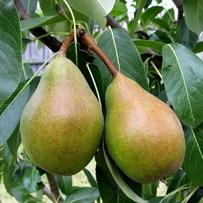 Груша ЯБЛУНИВСКАЯ  Груша ЯБЛУНИВСКАЯ в Рязани