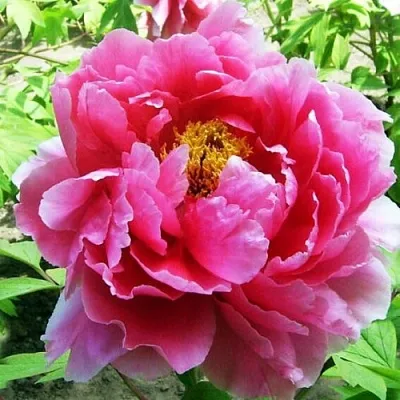 Пион ВОСХОД СОЛНЦА древовидный  Пион ВОСХОД СОЛНЦА древовидный в Рязани