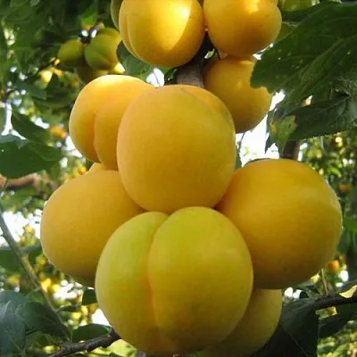 Слива ЛОДВА  Слива ЛОДВА в Рязани