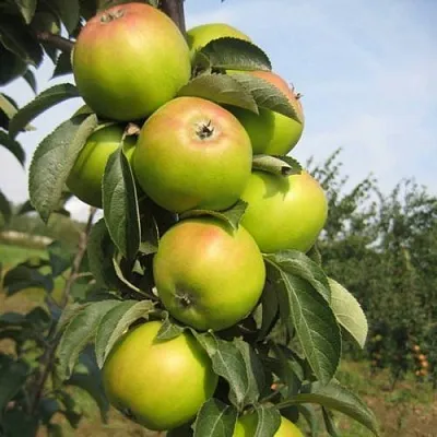 Яблоня ЛУКОМОР колонновидная в Рязани