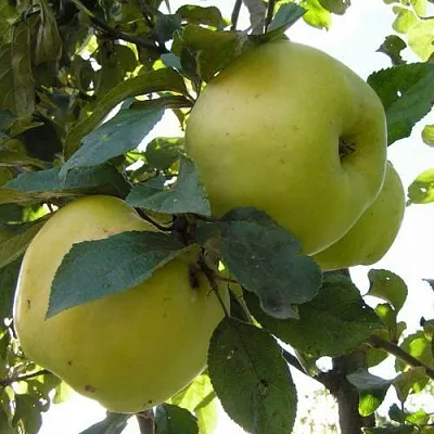 Яблоня АНТОНОВКА ОБЫКНОВЕННАЯ  Яблоня Антоновка Обыкновенная в Рязани