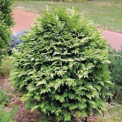 Туя ВАРЕАНА ЛЮТЕСЦЕНС западная  Туя ВАРЕАНА ЛЮТЕСЦЕНС западная в Рязани