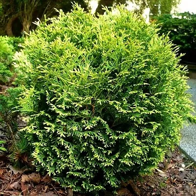 Туя ВОТЕРФИЛД западная в Рязани