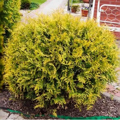 Туя КОЛЛЕРС ГОЛД складчатая  Туя КОЛЛЕРС ГОЛД складчатая в Рязани