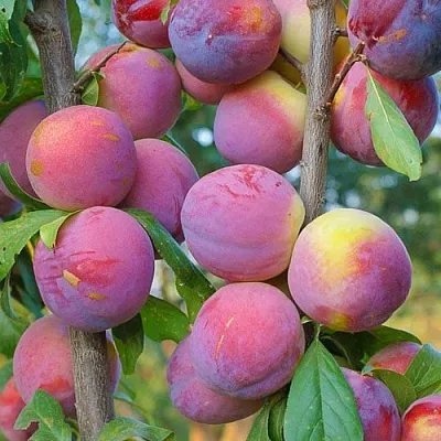 Слива КОЛОННОВИДНАЯ  Слива КОЛОННОВИДНАЯ в Рязани