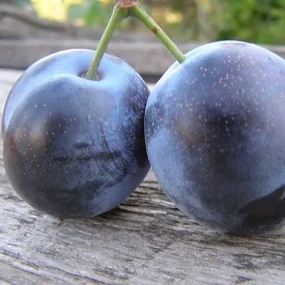 Слива БЛЮФРИ  Слива БЛЮФРИ в Рязани