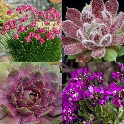 Комплект МИНИ САД в Рязани