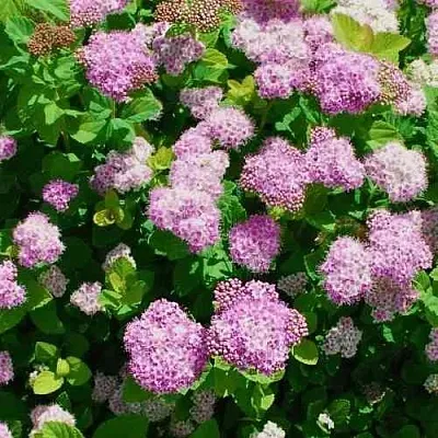 Спирея ПИНК СПАРКЛЕР  Спирея ПИНК СПАРКЛЕР в Рязани