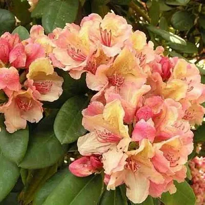 Рододендрон ФЛАУТАНДО в Рязани