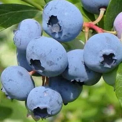 Голубика ДАРРОУ  Голубика ДАРРОУ в Рязани