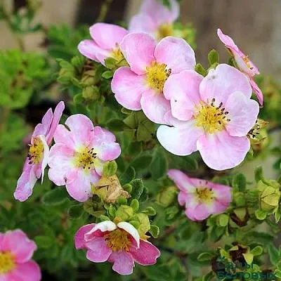 Лапчатка НЬЮ ДАУН кустарниковая  Лапчатка НЬЮ ДАУН кустарниковая в Рязани