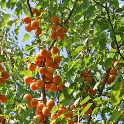 Абрикос ОРЛОВЧАНИН — описание сорта Абрикос ОРЛОВЧАНИН в Рязани