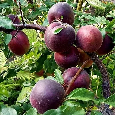 Шарафуга БЕЛЛА РОЯЛЬ  Шарафуга БЕЛЛА РОЯЛЬ в Рязани