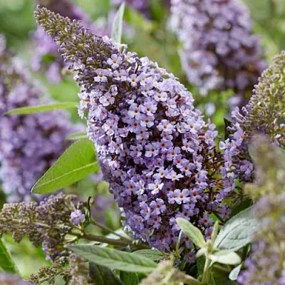 Буддлея давида БАТТЕРФЛЯЙ КАНДИ ЛИЛА СВИТХАРТ  Буддлея давида БАТТЕРФЛЯЙ КАНДИ ЛИЛА СВИТХАРТ в Рязани