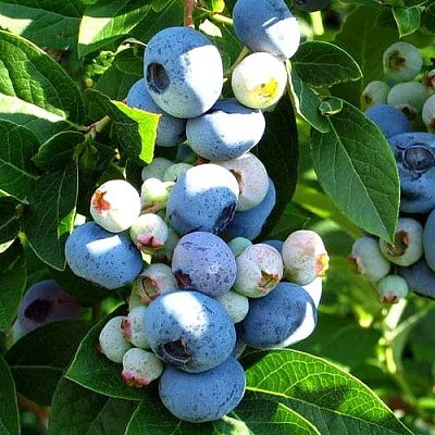 Голубика ВЕЙМУТ  Голубика ВЕЙМУТ в Рязани