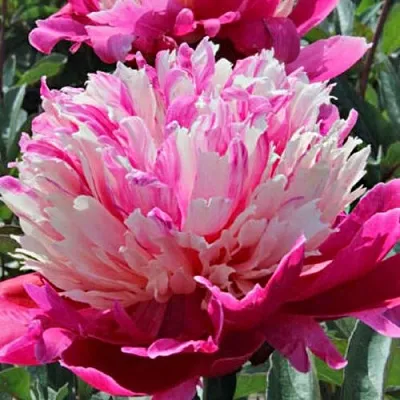Пион ДЕЙДРИМ травянистый  Пион ДЕЙДРИМ травянистый в Рязани