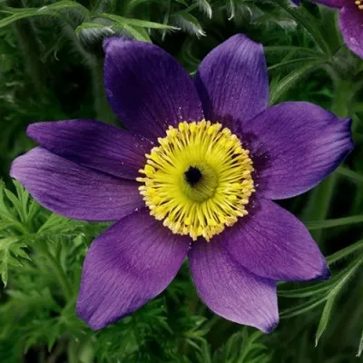 Прострел ПИНВИЛ БЛЮ ШЕЙДЕС в Рязани