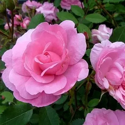 Саженцы роз ДЖОН ДЭВИС плетистая  Саженцы роз ДЖОН ДЭВИС плетистая в Рязани