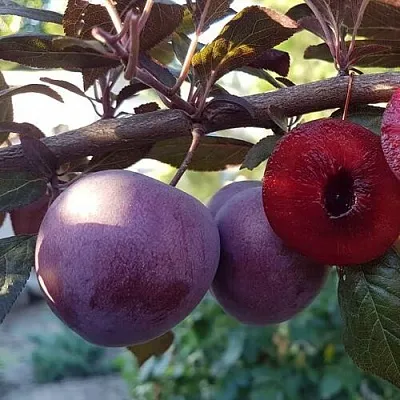 Слива ПАННА   Слива ПАННА  в Рязани