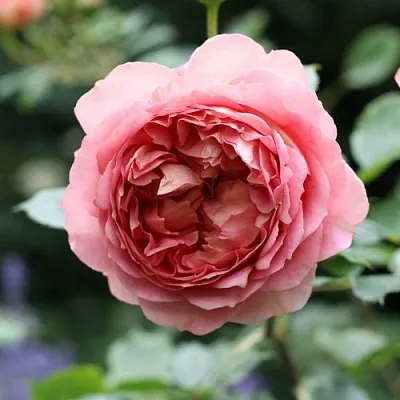 Саженцы роз РИДЖЕНТС ПАРК чайно-гибридная  Саженцы роз РИДЖЕНТС ПАРК чайно-гибридная в Рязани