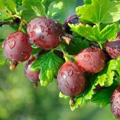 Крыжовник СЕРЕНАДА  Крыжовник СЕРЕНАДА в Рязани