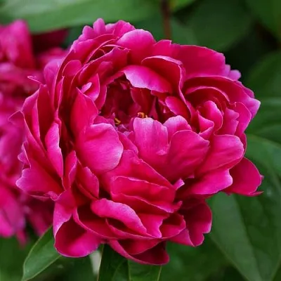 Пион ЛУИ ВАН-ГУТТ травянистый  Пион ЛУИ ВАН-ГУТТ травянистый в Рязани