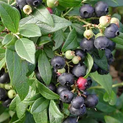 Голубика ПУТТЕ  Голубика ПУТТЕ в Рязани