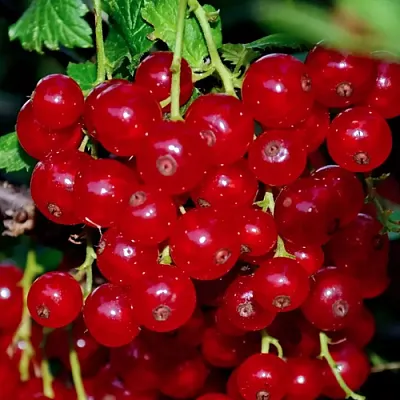 Смородина красная СЕРПАНТИН  Смородина красная СЕРПАНТИН в Рязани