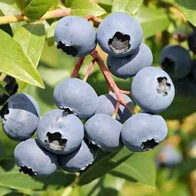 Голубика КРОЭТЭН  Голубика КРОЭТЭН в Рязани