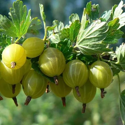 Крыжовник ЮБИЛЕЙНЫЙ  Крыжовник ЮБИЛЕЙНЫЙ в Рязани