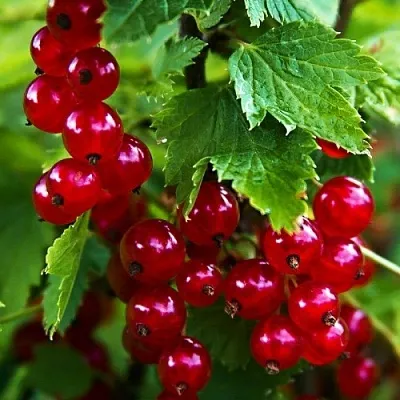 Смородина красная РОЛАН  Смородина красная РОЛАН в Рязани