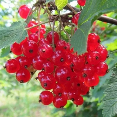 Смородина красная КРАСНАЯ АНДРЕЙЧЕНКО  Смородина красная КРАСНАЯ АНДРЕЙЧЕНКО в Рязани