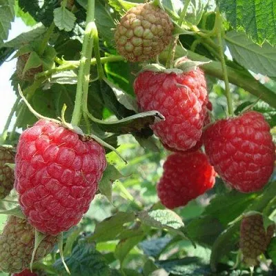 Малина КОЛОКОЛЬЧИК  Малина КОЛОКОЛЬЧИК в Рязани