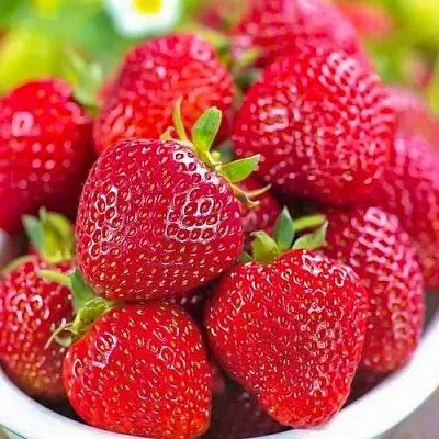 Клубника СИЛЬВИЯ  Клубника СИЛЬВИЯ в Рязани