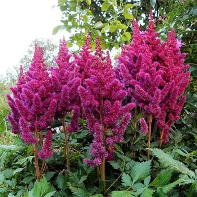 Астильба ВИЖНС китайская  Астильба ВИЖНС китайская в Рязани